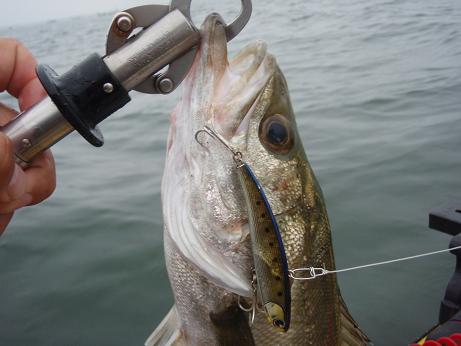 20100523_01_koume80.JPG