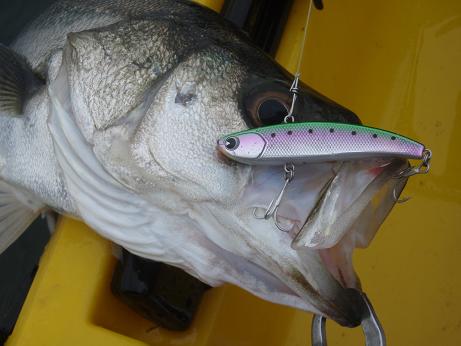 20100523_04_koume70.JPG