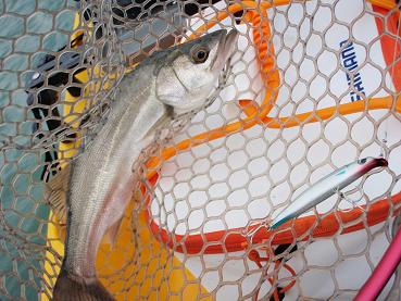 5-Seabass AM.JPG