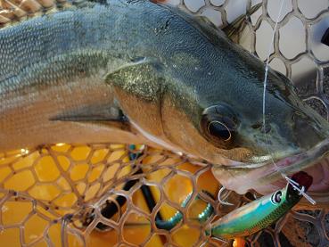 7-Seabass PM.JPG