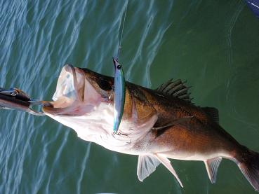 8-Seabass-1.JPG