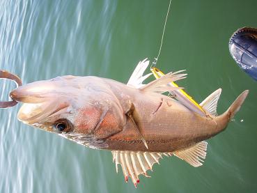 9-Skimmer.JPG