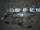 Akaika_050823-2.JPG