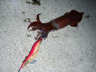 Akaika_080620.JPG