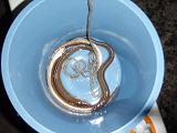 Anago-2.JPG