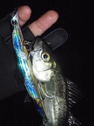 Gokumame081126.JPG