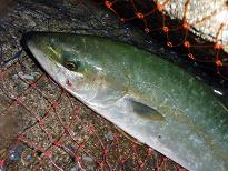Inada_080925.JPG