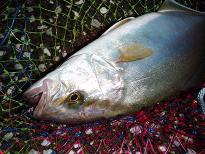 Kanpachi_080824.JPG