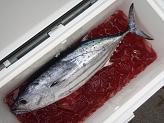 Katsuo2.6kg.JPG