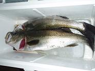 Oyogase Seabass.JPG