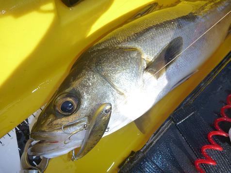 P1000191_koume80 Gold Shiner.JPG