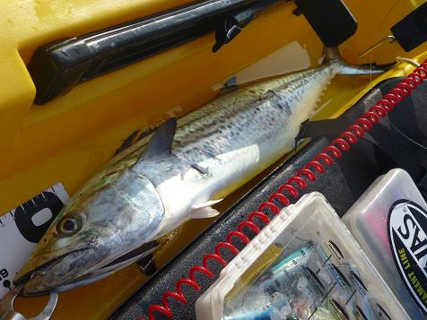 P1000394_sawara-2.JPG