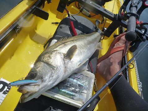 P1000412_seabass.JPG
