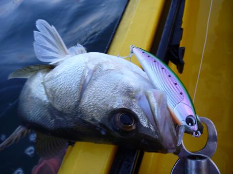 P1000481_green shiner.JPG