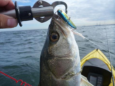 P1000490_koume80 b shiner.JPG
