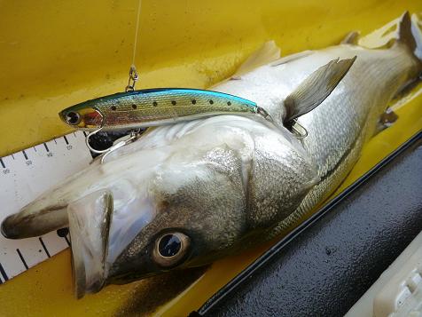 P1010268_koume90.JPG