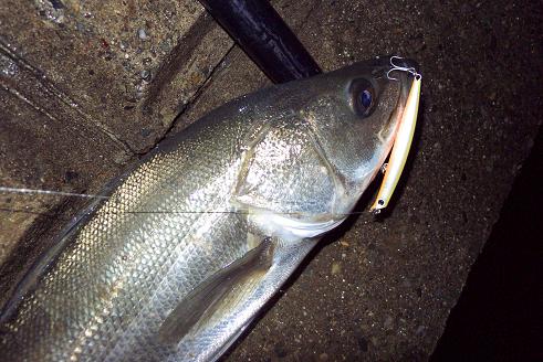 P1020252_95slimcbp.JPG