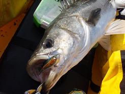 P1031133_seabass02.JPG