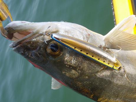 P4261259_saltyskimmer.JPG