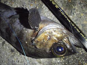 PC291118_meba fineline64.JPG