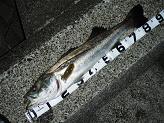 Seabass-85cm.JPG