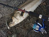 Seabass-MT90.JPG