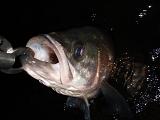 Seabass071122.JPG