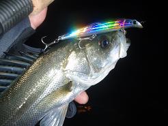 Seabass081126.JPG