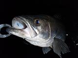 Seabass_071123.JPG
