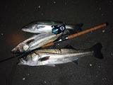 Seabass_071124.JPG