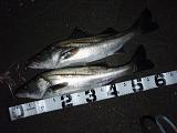 Seabass_071221.JPG