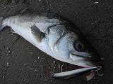 Seabass_071230SNB_1.JPG