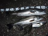 Seabass_080105_2_SNB.JPG