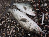 Seabass_080105_SNB.JPG