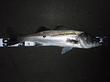 Seabass_080126_SG.JPG