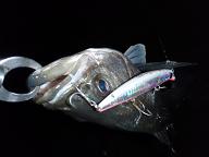 Seabass_080219_KS.JPG