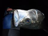 Seabass_080220_KS.JPG