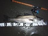 Seabass_080221_NBK.JPG