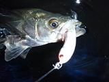 Seabass_080323_KS.JPG