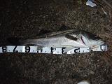 Seabass_080323_OB-2.JPG