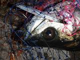 Seabass_080323_OB.JPG