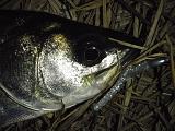 Seabass_080425-2.JPG