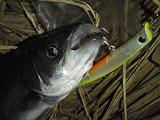 Seabass_080425.JPG