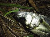 Seabass_080426_ZS.JPG