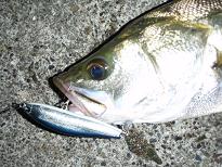Seabass_080716.JPG