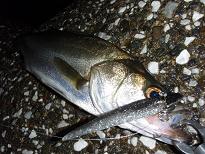 Seabass_080823.JPG