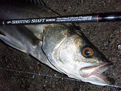 Seabass_090209.JPG