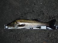 Seabass_CuttingBait.JPG