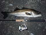 Seabass_CuttingBait_KNG.JPG