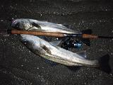 Seabass_NBK080120.JPG